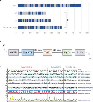 Construction and protective efficacy of a novel Streptococcus pneumoniae fusion protein vaccine NanAT1-TufT1-PlyD4